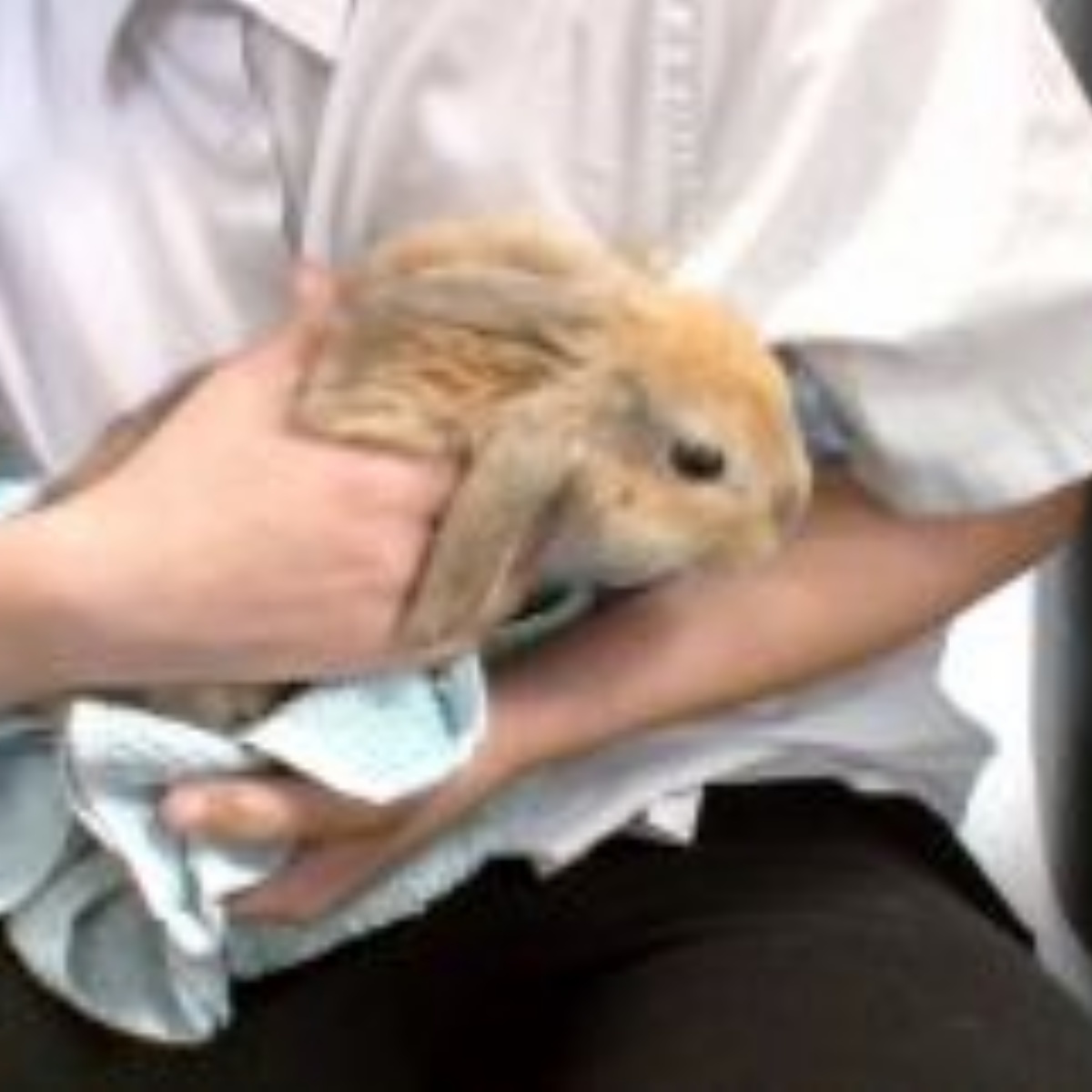 Lealands High School - School Therapy Rabbits: Meet Our New Arrivals!